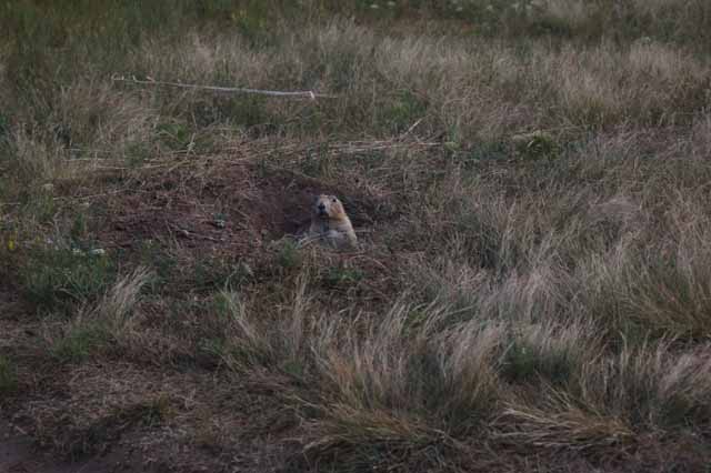 prairie dog